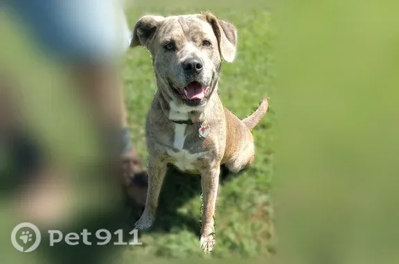 Lost dog, Bill Scott Trail, 125, Siloam — female, curly tail - photo