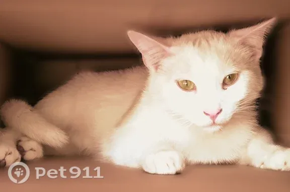 Lost cat, Beverly Drive, 10316, Overland Park - all white with green eyes - photo