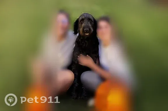 Lost dog, Judson Road, 474, Heiskell, Andersonville — female black golden doodle with a red collar - photo