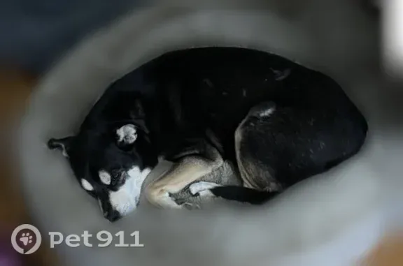 Lost dog, Cedar Drive, 837, Imperial, Chicago — deaf, 8 years old, medium size - photo
