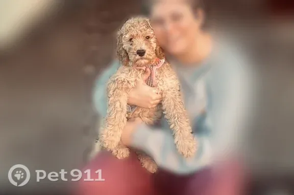 Lost dog, Judson Road, 474, Arlington - female blonde golden doodle with floral collar - photo
