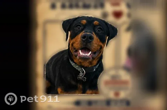 Lost dog, South 5th Avenue, 4520, Tucson - male, wearing a collar and crumb - photo