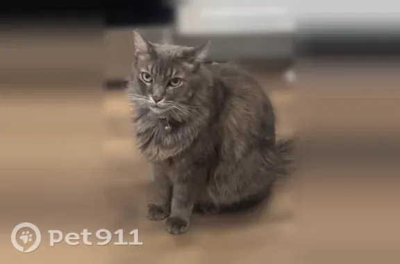 Lost cat, Phoenix, Arizona, Glendale - grey, wearing a red collar - photo