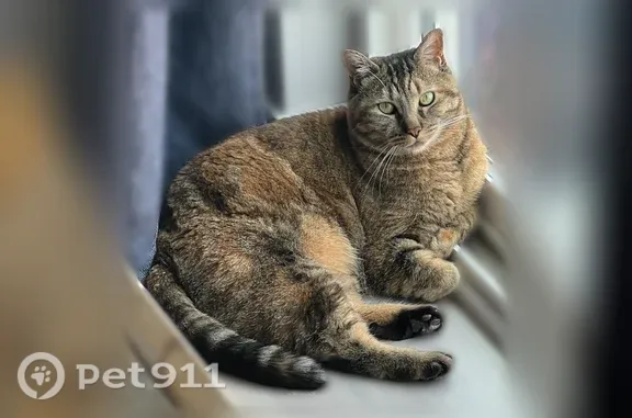 Lost pets Saratoga Springs, photo: Lost cat, North Chianti Street, Saratoga Springs - female tabby/tortoiseshell, microchipped