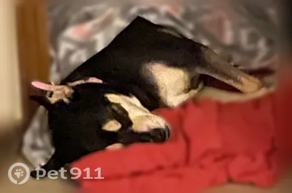 Lost dog, Cedar Drive, 837, Imperial, Chicago - female, deaf, skittish - photo