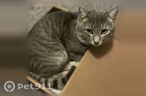 Lost cat, North General Bruce Drive, 6330, Temple, New Braunfels - male grey tabby with orange collar - photo