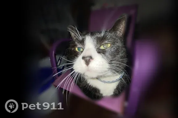 Lost cat, Elm Street, 40, Village of Tully, Nedrow — very friendly, striped tail - photo