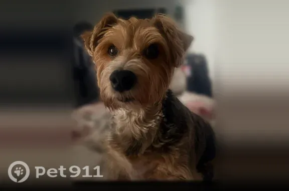 Lost dog, Cobblestone Parkway, 11318, Jacksonville — needs insulin - photo