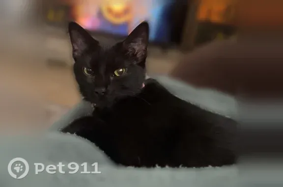 Lost cat, Amber Road, 1419, Killeen, Georgetown - black female with pink collar and bell - photo