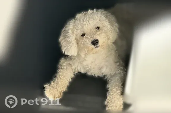 Lost dog, Wattle Tree Road North, 11752, Jacksonville - female - photo