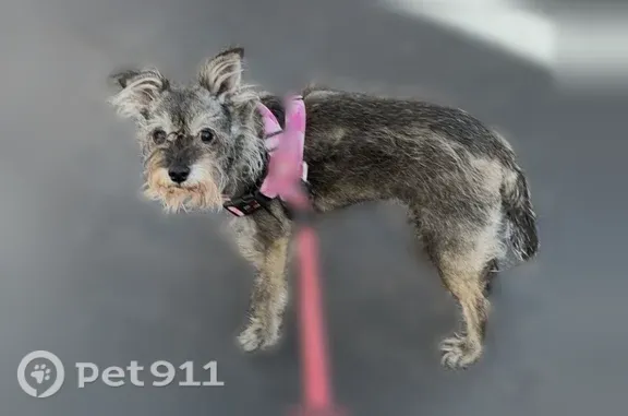 Lost dog, Beech Street, 5216, Bellaire, Houston - female, 16-year-old, scruffy, grey - photo