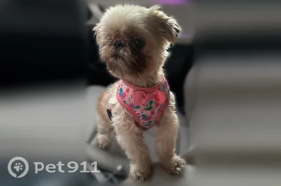 Lost pets Lynwood, photo: Lost dog, Fernwood Avenue, 3613, Lynwood - female