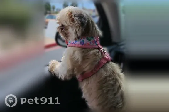 Lost pets Lynwood, photo: Lost dog, Fernwood Avenue, 3525, Lynwood - female, light brown coat