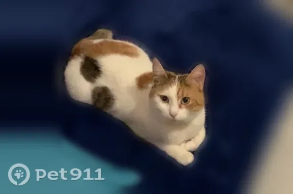 Perdu chat femelle, Allée Georges Cuvier, Beaucourt - petite queue en zigzag - photo
