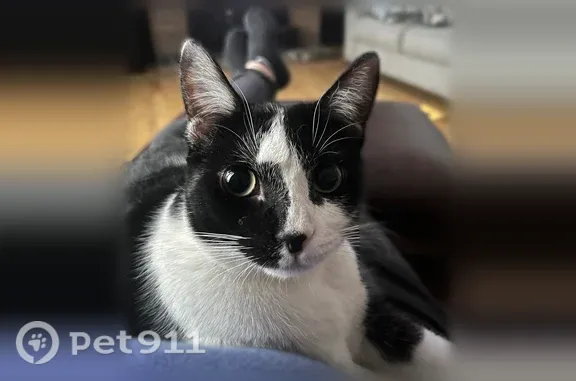 Lost cat, Cleveland Drive, 997, Cheektowaga, Williamsville - female tuxedo cat, 1 year old, big and chunky - photo
