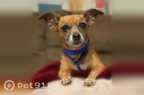 Missing dog Akron, photo: Lost dog, South Autumn Way, 13805, Plainfield, Akron — black vest, purple collar