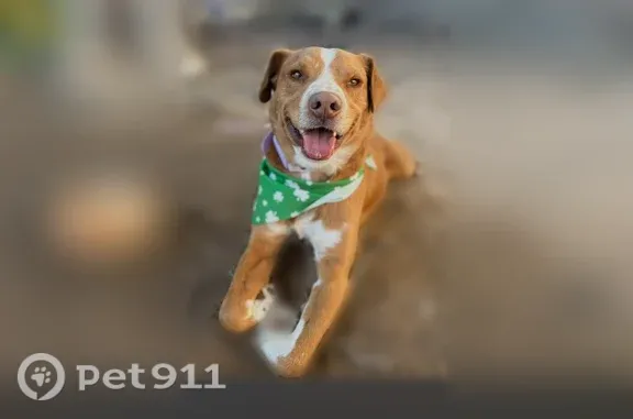 Lost dog, Desert Jewel Drive, 1352, El Paso - chunky, super friendly - photo