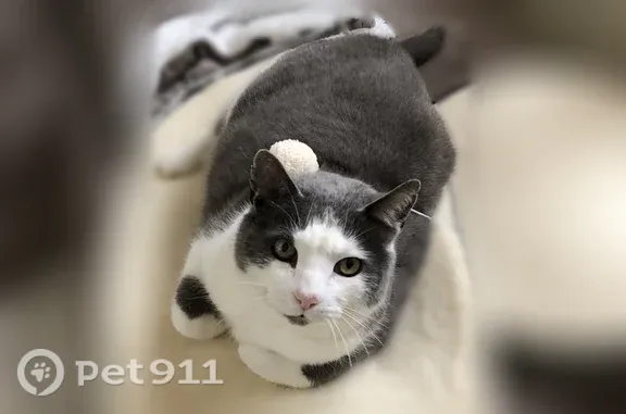Chat perdu mâle, Rue de la Diligence, 3, Besançon - gris et blanc à poil court - photo
