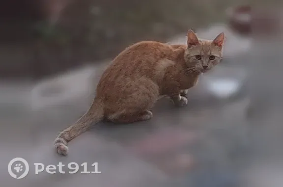 Animaux perdus et trouvés Charentay, photo: Chat trouvé mâle, Route du Mont Brouilly, Odenas, Charentay - jeune et très sociable