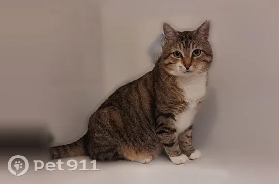 Animaux perdus Parempuyre, photo: Chat perdu mâle, Rue des Genêts, 23, Parempuyre - très craintif