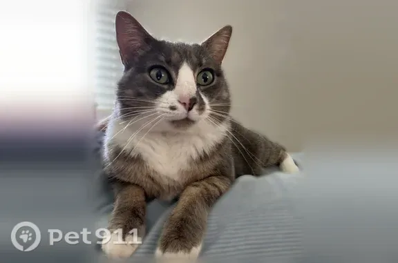 Lost cat, Sprucewood Drive, Pennsylvania - female, short-haired grey and white - photo