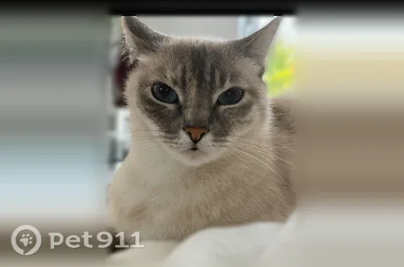 Chat perdu femelle, Allée des Gravières, 538, Biscarrosse, Paris - photo