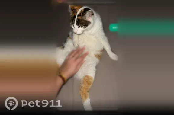 Perdu chat femelle, Allée des Gravières, 538, Biscarrosse, Paris - très câline - photo