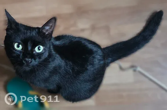 Chat perdu, femelle, Route des Chenevières, Verteillac, Ribérac — toute noire, grands yeux jaunes - photo