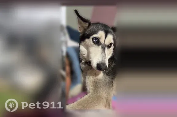 Lost dog, Miller Street, 6687, Lithia Springs, Austell - female husky with one blue and one brown eye - photo