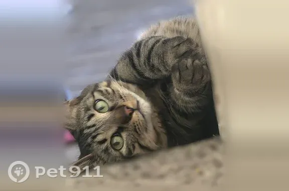 Lost pets Horizon City, photo: Lost cat, Villa Seca Drive, 777, Horizon City - scared tabby with light blue collar