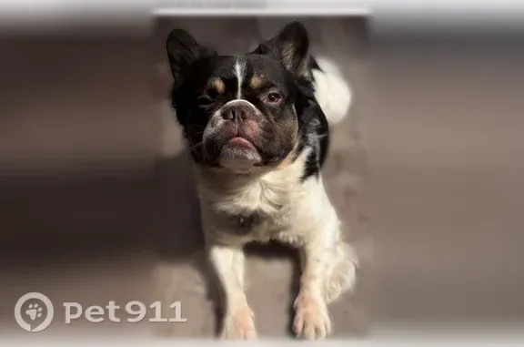 Missing dog Chesterton, photo: Lost dog, East 1100 North, 82, Chesterton — black and white, fluffy French bulldog