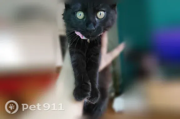 Chat perdu, Rue Cavenne, 21, Lyon, Paris - femelle, chaton 3 mois noir - photo