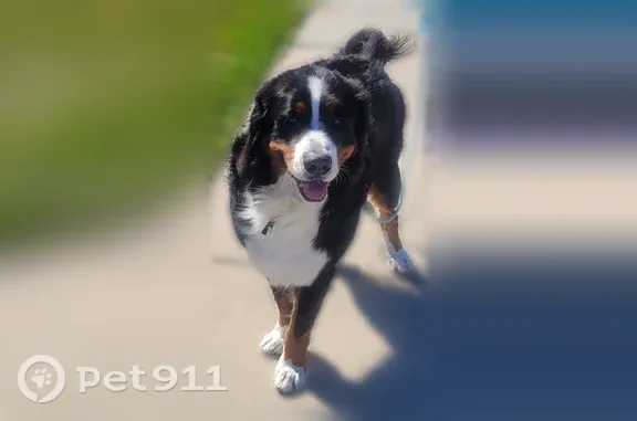 Lost dog, North Sherman Road, 2661, Ludington - very friendly, timid, no collar - photo