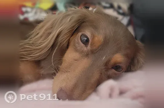 Lost dog, Newtown Street, 726, Medford - female, small brown longhaired weiner dog - photo