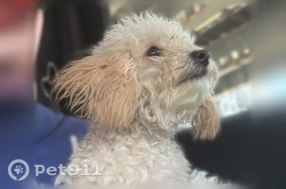 Lost dog, Newhall Avenue, 243-18, Valley Stream — female, white with brown ears - photo