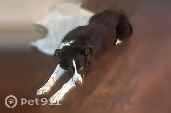 Lost dog, Arkansas 38, 5438, Des Arc, Jacksonville - male border collie, no collar - photo