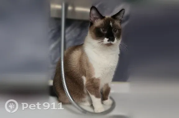 Lost cat, Old Grand Avenue, 4510, Gurnee - female, blue eyes - photo