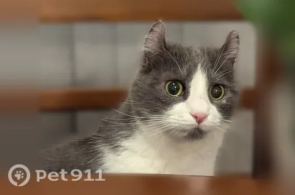 Lost cat, Avery Court, 974, Hartford - female - gray and white with a pink nose - photo
