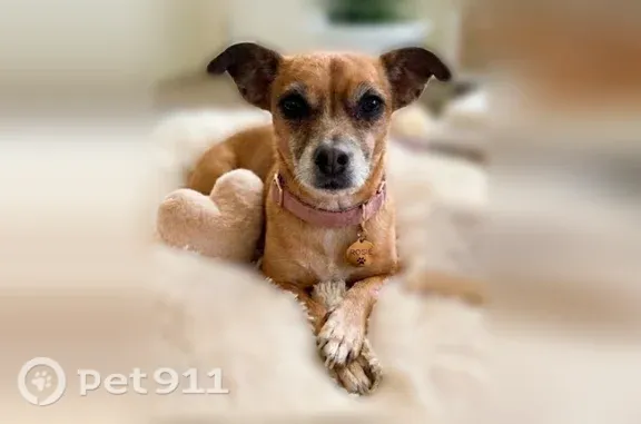 Lost dog, West 135th Street, 23621, Plainfield - female, wearing black harness and dragging a brown leash - photo