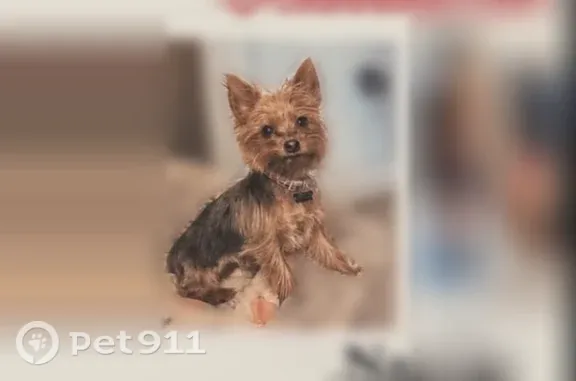 Lost pets Turlock, photo: Lost dog, Bert Crane Road, California, Turlock — extremely shy, wearing a pink vest