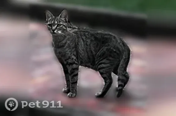 Found pets Warrenton, photo: Found cat, Warrenton, Virginia - green eyes, grey and black