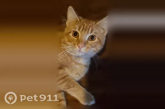 Lost cat, County Road 1491, 15602, Alachua — male, microchipped, neutered - photo