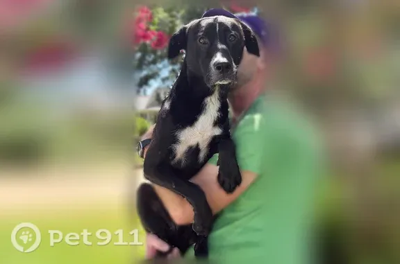 Found pets Pensacola, photo: Found dog, East Lee Street, Pensacola - black with white markings Border Collie / Lab mix