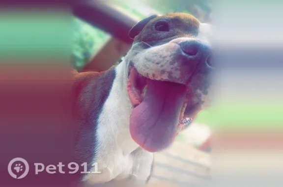 Lost dog, North Birch Avenue, 701, Sand Springs - 12-13 years old - photo
