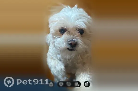 Missing dog St. George, photo: Lost dog, Los Padres Drive, 2757, St. George - friendly male