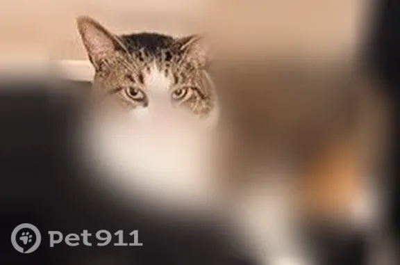 Lost pets The Village, photo: Lost cat, Barclay Road, 2160, The Village - male, clipped left ear