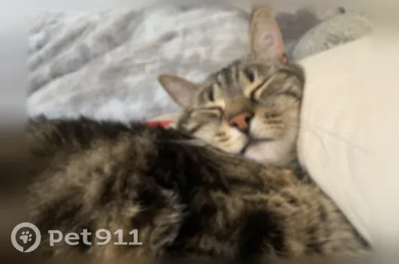 Animaux perdus et trouvés Saint-Cannat, photo: Perdu chat femelle, Avenue Camille Pelletan, 58, Saint-Cannat - chatte fauve rayée de taille moyenne