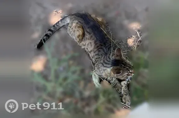 Animaux perdus et trouvés Ciboure, photo: Chat perdu mâle, Chemin Gurutze Saindu, Ciboure - corpulence fine, air nonchalant