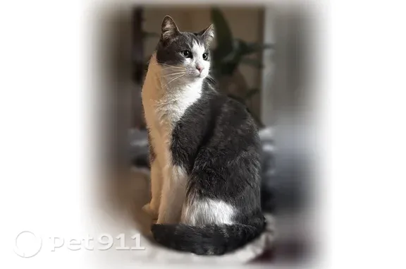 Lost cat, Harmony Street, 60, Cranston — scared of everything - photo