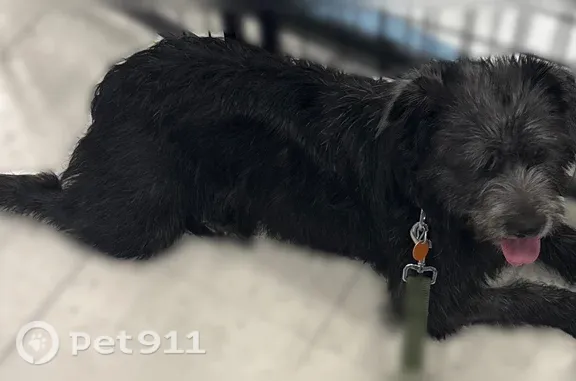 Lost dog, East Gunnison Place, 14170, Aurora — female, floppy ears - photo